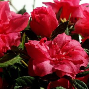 <em>Rhododendron</em> <strong>AUTUMN ROUGE® ENCORE® AZALEA</strong>: