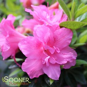 <em>Rhododendron</em> <strong>AUTUMN CARNATION® ENCORE® AZALEA</strong>:
