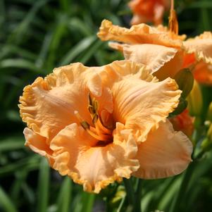 <em>Hemerocallis</em> <strong>BERMUDA PEACH™ KOKOMO™ DAYLILY</strong>: