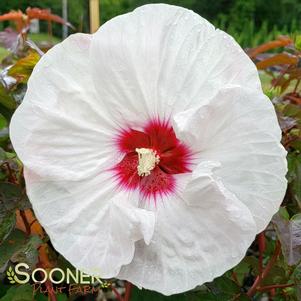 <em>Hibiscus</em> <strong>CROWN JEWELS FLEMING HARDY HIBISCUS</strong>: