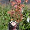 <em>Agastache</em> <strong>HYSSOP 'SUNSET'</strong>:
