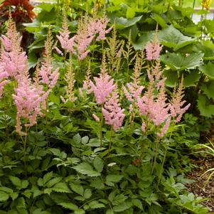 <em>Astilbe</em> <strong>VISIONS IN PINK ASTILBE</strong>: