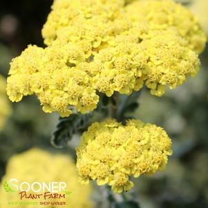 <em>Achillea</em> SASSY SUMMER SILVER YARROW: 