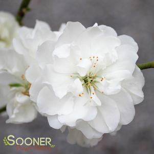 <em>Prunus</em> CORINTHIAN WHITE ORNAMENTAL COLUMNAR PEACH: 
