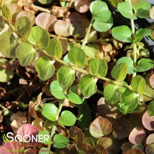 <em>Lysimachia</em> <strong>GREEN MONEYWORT</strong>: