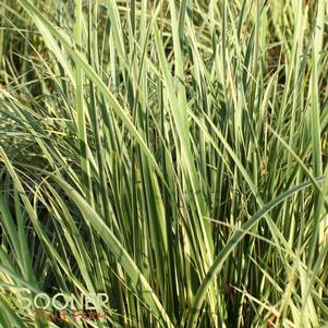 <em>Acorus</em> <strong>VARIEGATED SWEET FLAG</strong>: