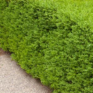 <em>Buxus</em> <strong>WINTER GEM BOXWOOD</strong>: