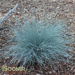 <em>Festuca</em> ELIJAH BLUE FESCUE: 