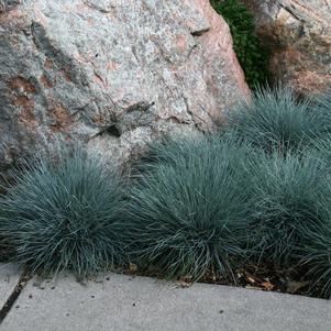 <em>Festuca</em> <strong>BOULDER BLUE FESCUE</strong>: