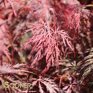 <em>Acer</em> EVER RED WEEPING JAPANESE MAPLE: 