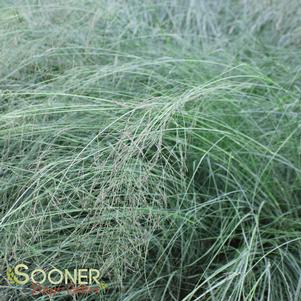<em>Eragrostis</em> <strong>BLUE LOVE GRASS</strong>: