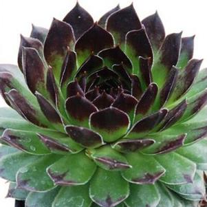 <em>Sempervivum</em> CHICK CHARMS® APPLETINI™ HENS & CHICKS: 