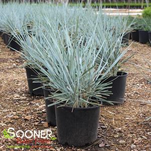 <em>Leymus</em> <strong>BLUE DUNE LYME GRASS</strong>: