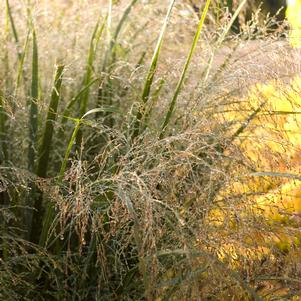 <em>Panicum</em> <strong>NORTHWIND SWITCH GRASS</strong>: