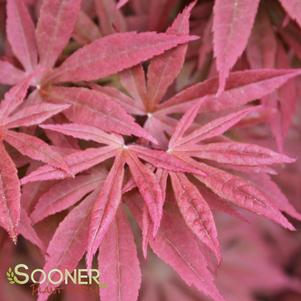 <em>Acer</em> PIXIE UPRIGHT JAPANESE MAPLE: 