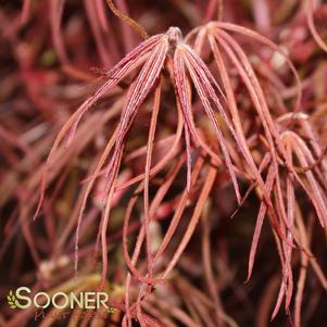<em>Acer</em> HUBB'S RED WILLOW UPRIGHT JAPANESE MAPLE: 