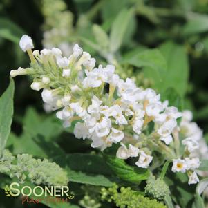 <em>Buddleia x</em> <strong>LO & BEHOLD® ICE CHIP BUTTERFLY BUSH</strong>: