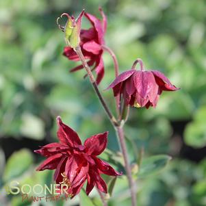 <em>Aquilegia</em> <strong>RUBY PORT COLUMBINE</strong>: