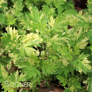 <em>Artemisia vulgaris</em> <strong>ORIENTAL LIMELIGHT WORMWOOD</strong>:
