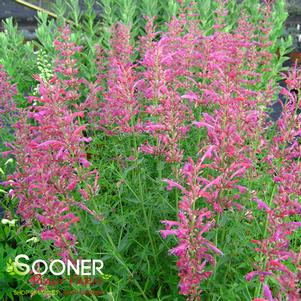 <em>Agastache</em> <strong>SONORAN SUNSET® HYSSOP</strong>: