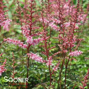 <em>Astilbe</em> <strong>KEY WEST ASTILBE</strong>:
