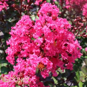 <em>Lagerstroemia</em> <strong>PINK VELOUR® CRAPEMYRTLE</strong>: