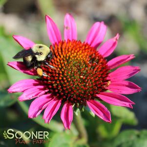 <em>Echinacea</em> <strong>VINTAGE WINE CONEFLOWER</strong>: