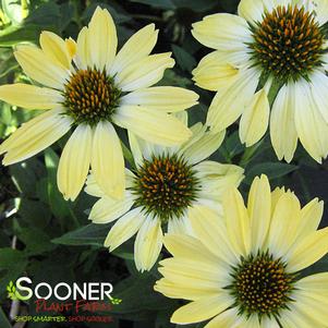 <em>Echinacea</em> <strong>BIG SKY™ SUNRISE CONEFLOWER</strong>: