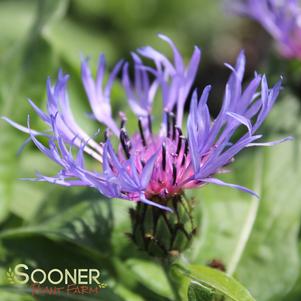 <em>Centaurea</em> <strong>MONTANA BLUE BACHELOR'S BUTTON</strong>:
