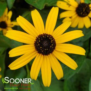<em>Rudbeckia</em> <strong>GOLDSTURM BLACK-EYED SUSAN</strong>: