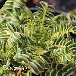<em>Polemonium</em> <strong>BRISE D'ANJOU JACOB'S LADDER</strong>: