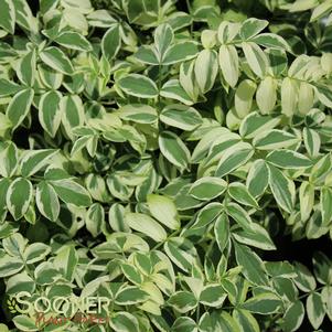 <em>Polemonium</em> <strong>STAIRWAY TO HEAVEN JACOB'S LADDER</strong>: