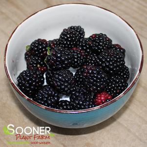 <em>Rubus</em> <strong>NATCHEZ THORNLESS BLACKBERRY</strong>: