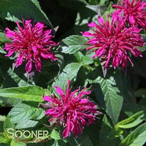 <em>Monarda</em> <strong>PETITE DELIGHT BEEBALM</strong>: