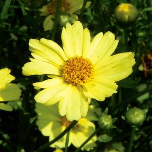 <em>Coreopsis</em> <strong>CREME BRULEE TICKSEED</strong>: