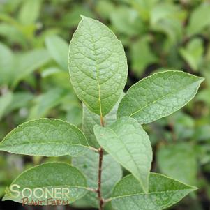 <em>Ilex</em> <strong>APOLLO MALE WINTERBERRY HOLLY</strong>: