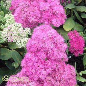 <em>Sedum</em> <strong>NEON SEDUM</strong>: