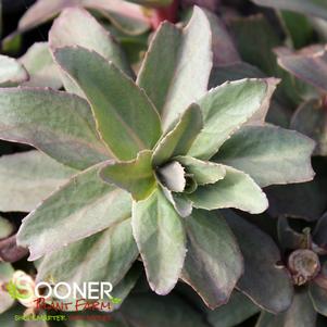 <em>Sedum</em> <strong>PURPLE EMPEROR SEDUM</strong>: