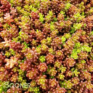 <em>Sedum</em> <strong>MURALE SEDUM</strong>: