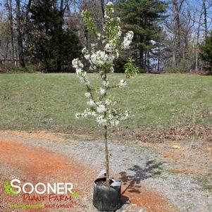 <em>Malus</em> <strong>SUGAR TYME® CRABAPPLE</strong>: