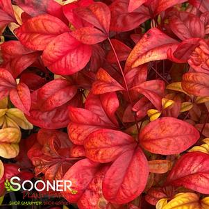 <em>Nandina</em> <strong>FIREHOUSE NANDINA</strong>: