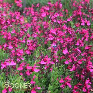 <em>Salvia</em> <strong>PINK PREFERENCE AUTUMN SAGE</strong>: