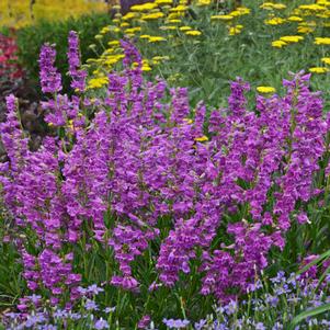 <em>Penstemon</em> <strong>PRAIRIE DUSK BEARDTONGUE</strong>: