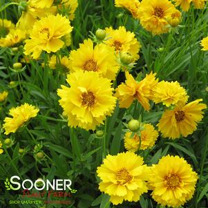 <em>Coreopsis</em> <strong>SUNRAY TICKSEED</strong>: