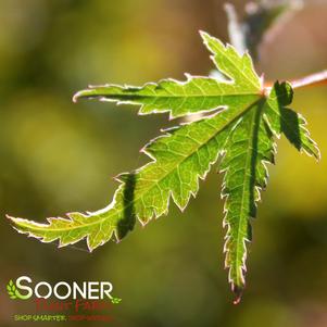 <em>Acer</em> <strong>KAGIRI NISHIKI JAPANESE MAPLE</strong>: