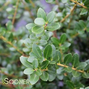 <em>Ilex</em> STEED'S JAPANESE HOLLY: 