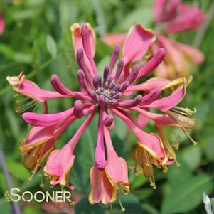 <em>Lonicera</em> <strong>GOLDFLAME HONEYSUCKLE</strong>: