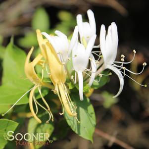 <em>Lonicera japonica</em> <strong>HALL'S HONEYSUCKLE</strong>: