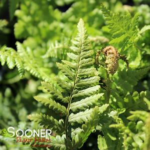 <em>Dryopteris</em> <strong>ROBUST MALE FERN</strong>: