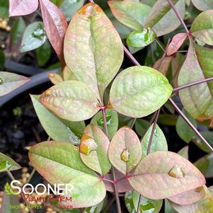 <em>Nandina</em> <strong>HARBOR DWARF NANDINA</strong>: